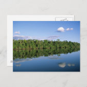 Carte Postale Etat du Mato Grosso, Amazon, Brésil. Forestier (Devant / Derrière)