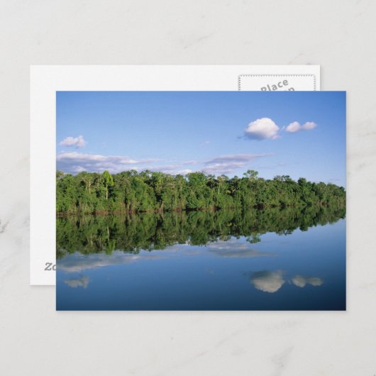 Carte Postale Etat du Mato Grosso, Amazon, Brésil. Forestier (Devant / Derrière)