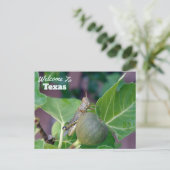 Carte Postale État du Texas (Debout devant)