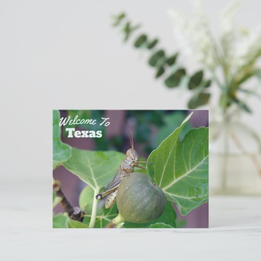 Carte Postale État du Texas (Debout devant)