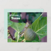 Carte Postale État du Texas (Devant / Derrière)