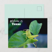 Carte Postale État du Texas (Devant / Derrière)