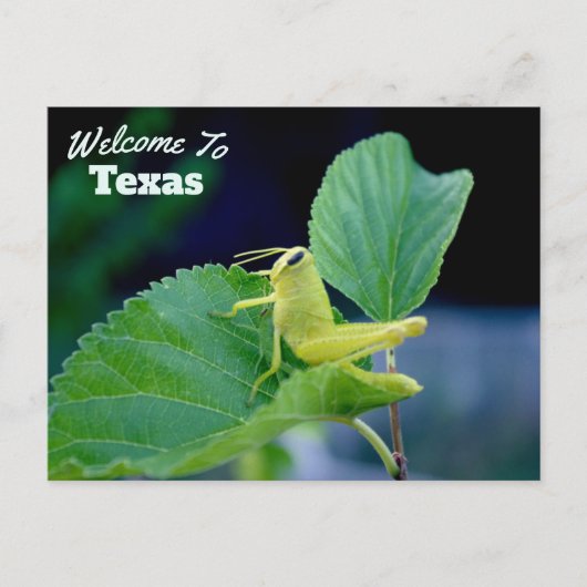 Carte Postale État du Texas (Devant)