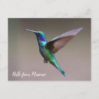 État personnalisé des colibris colorés
