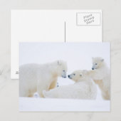 Carte Postale États-Unis, Alaska, 1002 Plaine côtière de l'Arcti (Devant / Derrière)