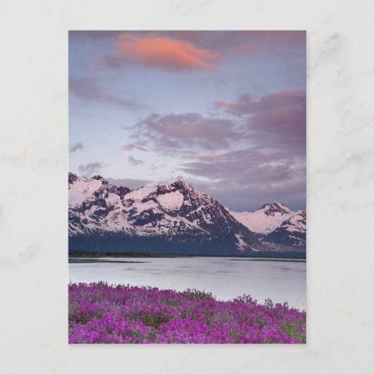 Carte Postale États-Unis, Alaska, Alsek River Valley. Vue d'Alse (Devant)