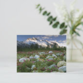 Carte Postale États-Unis, Alaska, Alsek-Tatshenshini Wilderness. (Debout devant)