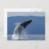 Carte Postale États-Unis, Alaska, Angoon, baleine à bosse (Megap (Devant / Derrière)