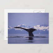 Carte Postale États-Unis, Alaska, baleine à bosse du passage int (Devant / Derrière)