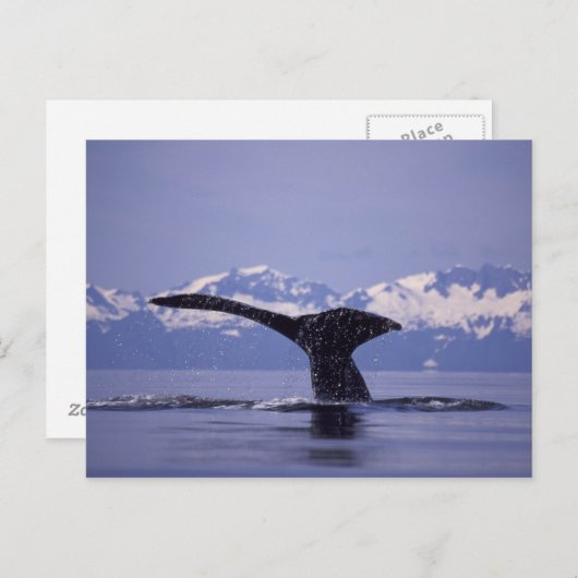 Carte Postale États-Unis, Alaska, baleine à bosse du passage int (Devant / Derrière)
