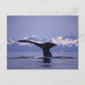Carte Postale États-Unis, Alaska, baleine à bosse du passage int (Devant)