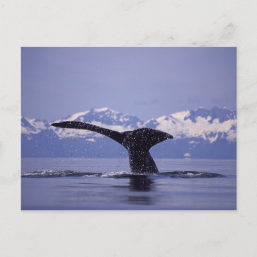 Carte Postale États-Unis, Alaska, baleine à bosse du passage int (Devant)