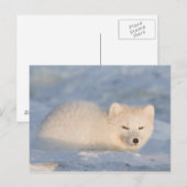 Carte Postale États-Unis, Alaska, Fox (Devant / Derrière)