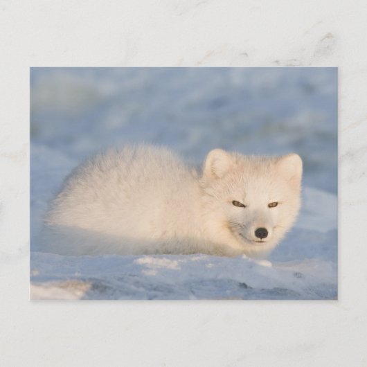 Carte Postale États-Unis, Alaska, Fox (Devant)