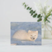 Carte Postale États-Unis, Alaska, Fox (Debout devant)