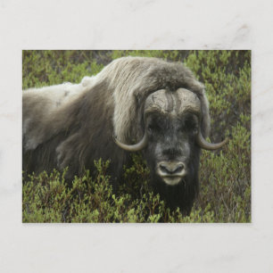 Carte Postale États-Unis, Alaska, Nome. Gros plan sur un bœuf mu