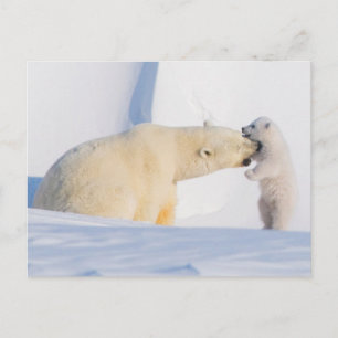 Carte Postale États-Unis, Alaska, North Slope Ours polaires