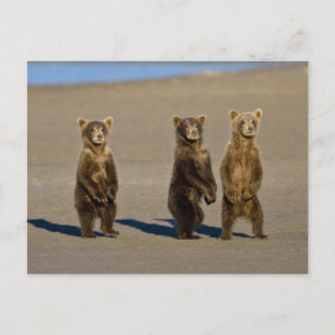 Carte Postale États-Unis. Alaska. Oursons brun côtiers