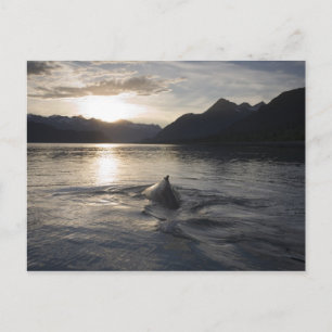 Carte Postale États-Unis, Alaska, Parc national de Glacier Bay,