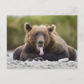 Carte Postale États-Unis, Alaska, Parc national de Katmai, baie (Devant)