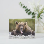 Carte Postale États-Unis, Alaska, Parc national de Katmai, baie  (Debout devant)