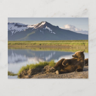 Carte Postale États-Unis, Alaska, Parc national de Katmai, Ours 