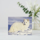 Carte Postale États-Unis, Alaska. Renard arctique en couche d'hi (Debout devant)