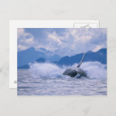 Carte Postale États-Unis, Alaska, Tongass National Forest, Humpb (Devant / Derrière)