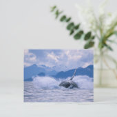 Carte Postale États-Unis, Alaska, Tongass National Forest, Humpb (Debout devant)