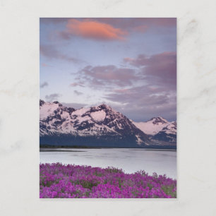 Carte Postale États-Unis, Alaska, vallée de la rivière Alsek. Vu