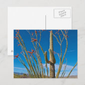 Carte Postale États-Unis, Arizona. Cactus Dans Le Parc National  (Devant / Derrière)
