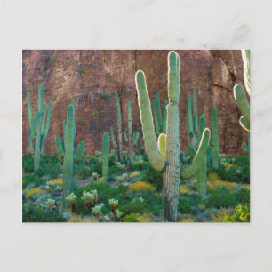 Carte Postale États-Unis, Arizona. Champ de cactus saguaro au pi
