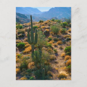 Carte Postale États-Unis, Arizona. Vue du désert