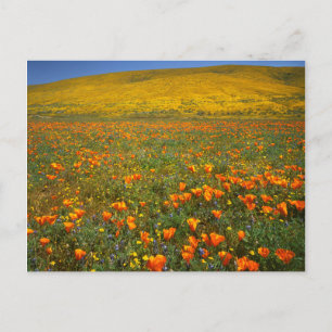 Carte Postale États-Unis, Californie, Antelope Valley Californie