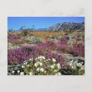 Carte Postale États-Unis, Californie, Anza-Borrego DSP. Soirée s
