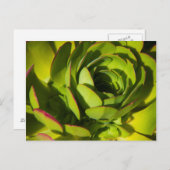 Carte Postale États-Unis, Californie. Fermeture du Plante géant  (Devant / Derrière)