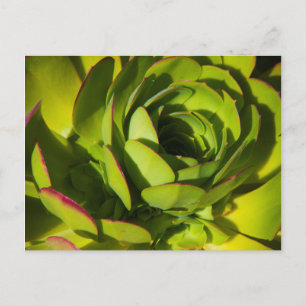 Carte Postale États-Unis, Californie. Fermeture du Plante géant 