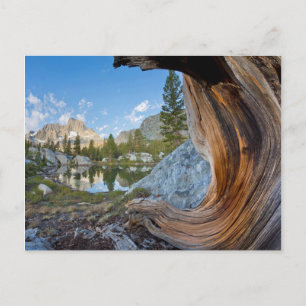 Carte Postale États-Unis, Californie, Forêt nationale d'Inyo. Vi