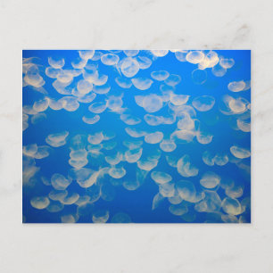 Carte Postale États-Unis, Californie. Jellyfish In the Monterey