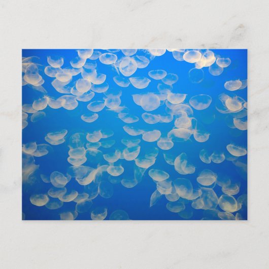 Carte Postale États-Unis, Californie. Jellyfish In the Monterey (Devant)