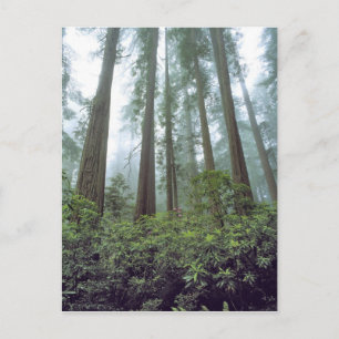 Carte Postale États-Unis, Californie, Parc national de Redwood.