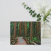 Carte Postale États-Unis, Californie. Path Among Séquwoods (Debout devant)