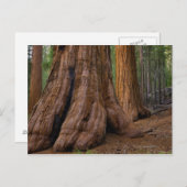 Carte Postale États-Unis, Californie, Séquoia géant (Devant / Derrière)