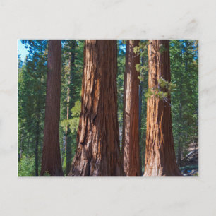 Carte Postale États-Unis, Californie. Troncs d'arbres Redwood, M