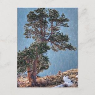 Carte Postale États-Unis, Colorado, Arbre à Estes Park