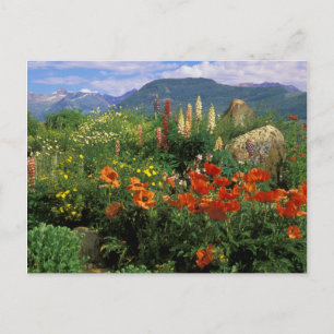 Carte Postale États-Unis, Colorado, Crested Butte. Pavots et lup