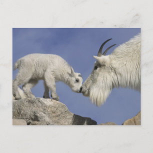 Carte Postale États-Unis, Colorado, mont Evans. Chèvre de montag