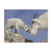 États-Unis, Colorado, mont Evans. Chèvre de montag