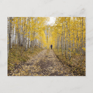 Carte Postale États-Unis, Colorado, près de la forêt nationale d