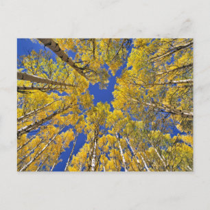 Carte Postale États-Unis, Colorado, région d'Aspen. Forêt de tre
